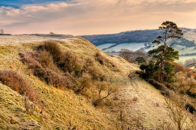 Pine tree, Cadbury Castle, Somerset