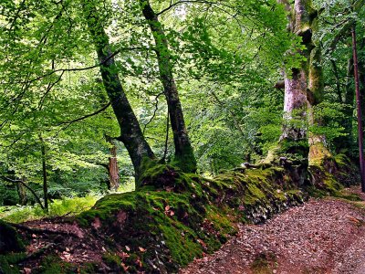 Deep in the woods, Exmoor