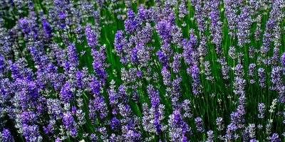 Lavender, own garden, Martock (2987)