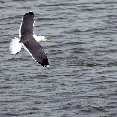 Black-backed gull (3604)