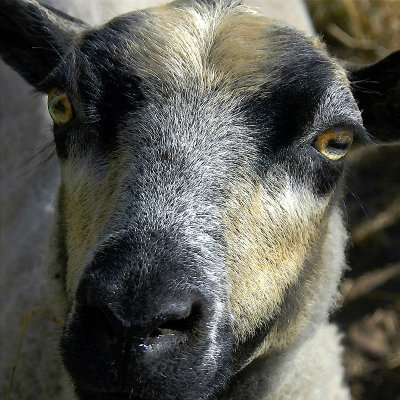 Sheep's face (8838)