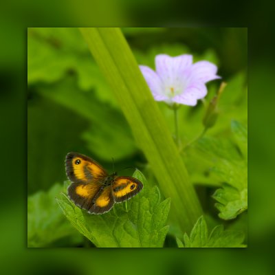 Butterfly on green (5030)