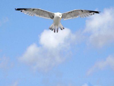 Hovering gull, Paignton (2970)