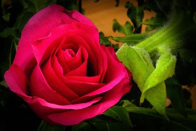 Deep red rose (8621)