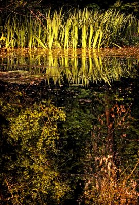 Reedsnrushes, Wayford Woods, Somerset