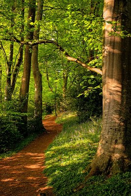 Path through Wayford Woods, Crewkerne (21271)