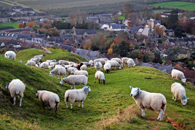 Sheep and village, Ham Hill (2637)
