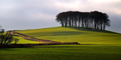 Clump of trees,  near Launceston (2048)