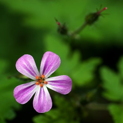 Woodland flower, Wayford