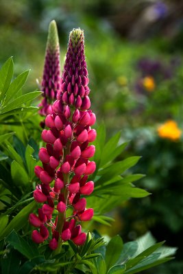 Deep pink lupin (2102)