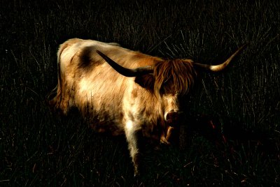Skye - Highland Cow