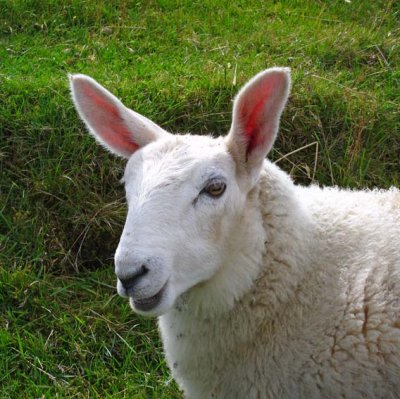 Ardnamurchan mouton lapin