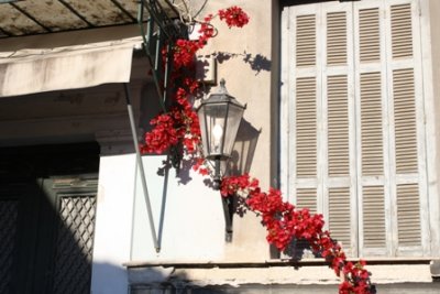 Bougainvillea