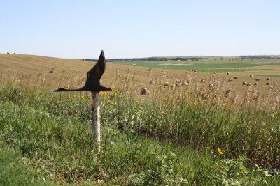 Bird in the Field