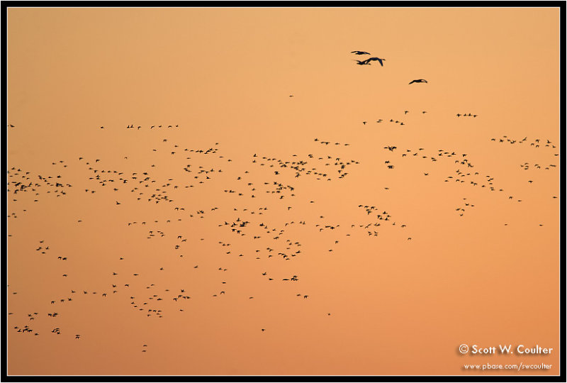 Tundra Swans