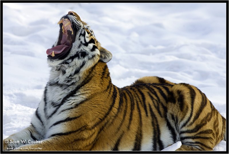 Amur Tiger yawn