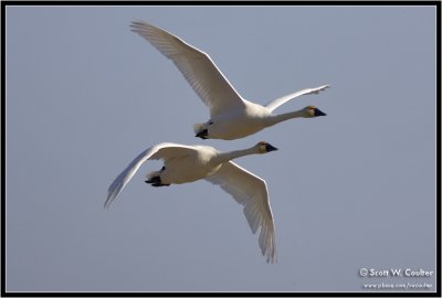 Tundra Swans