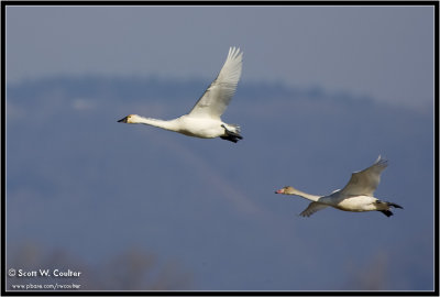 Tundra Swans