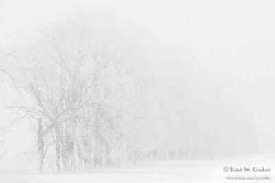 Trees in fog