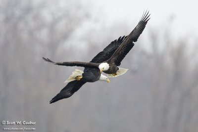 Bald Eagles - Burlington, Iowa