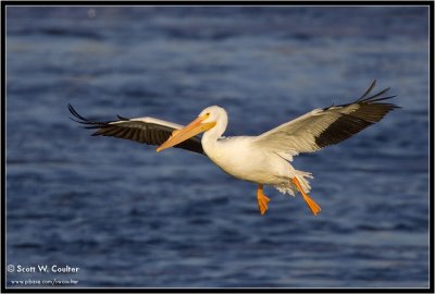 American white pelican