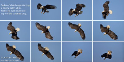 Bald eagle dive sequence - Burlington, Iowa