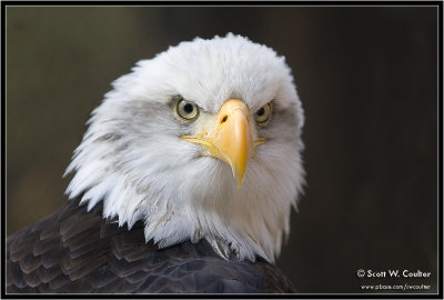 Bald eagle portrait