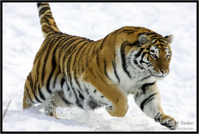 Amur Tiger leaping
