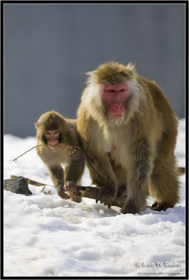 Japanese snow monkey and youngster with twig