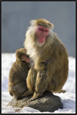 Japanese snow monkey and nursing youngster