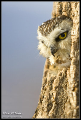 Northern saw-whet owl