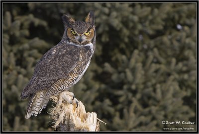 Great horned owl