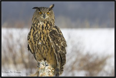 European eagle owl