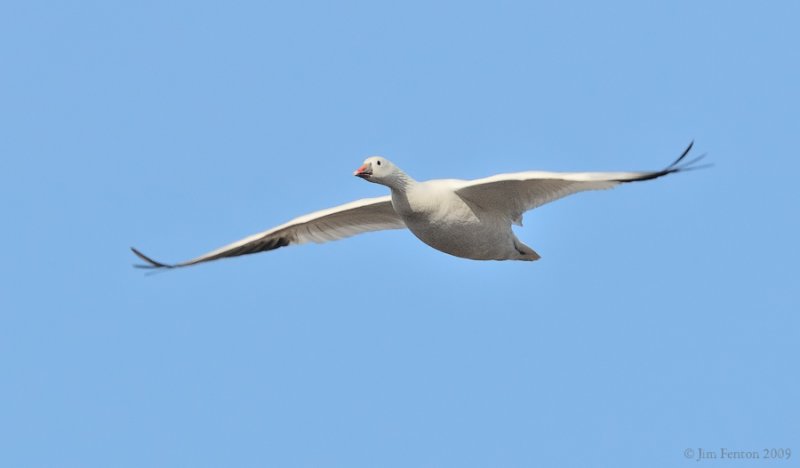 _NW91684 Rosss Goose in Flight.jpg