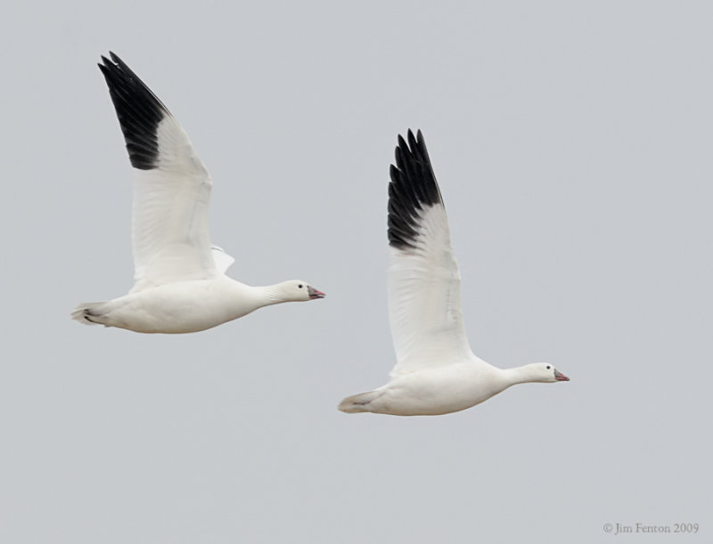 _NW92061 Rosss Goose in Flight.