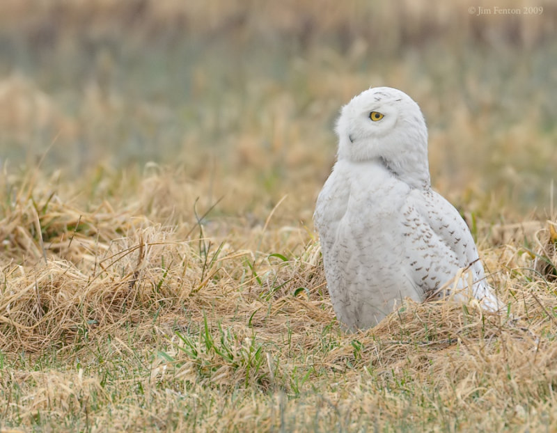 _NW92420 Snowy Owl Alert in Grass.jpg