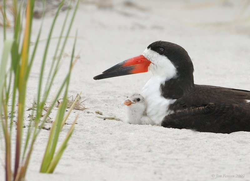 _NW90406 Black Skimmer Female and One Day Old Chick.jpg
