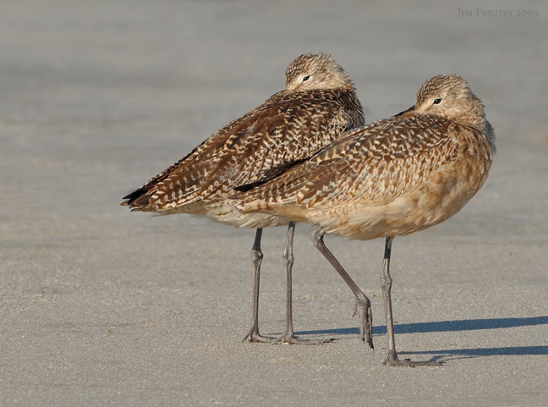 _NW90242 Marbled Godwits at Rest.jpg