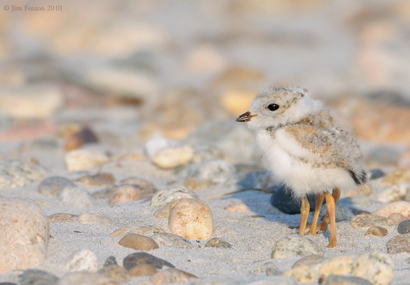 _NW07642 4 Leg Piping Plover Chick Gravel Beach :)