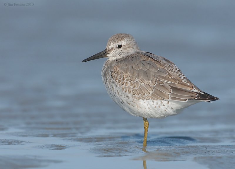 Red Knot ~ Plymouth MA