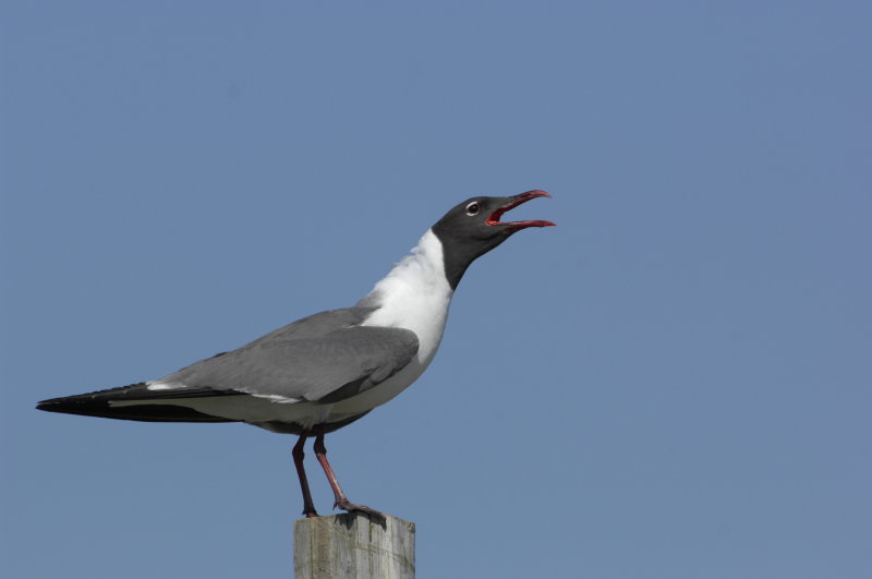 _JFF3938 Laughing Gull Aggression