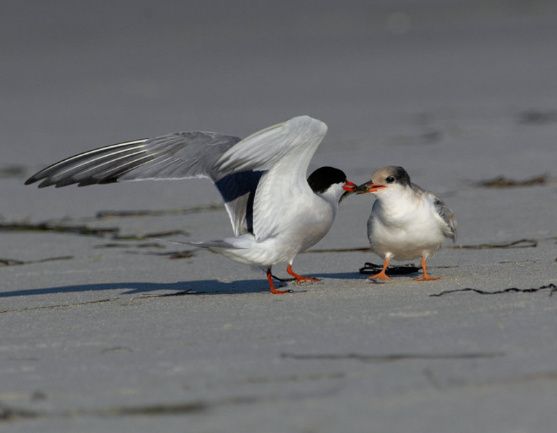 _JFF3650 Common Tern Adult Feeding Young