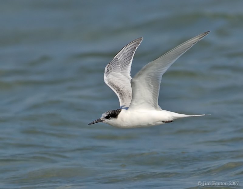 _JFF8735 Possible Roseate Tern in Flight