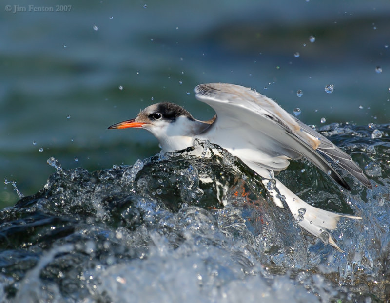 _JFF8769 Common Tern Juvenile Caught in Surf