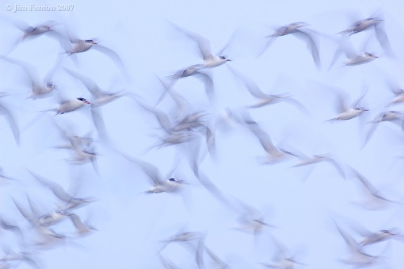 _JFF9221 Common and Roseate Terns Staging