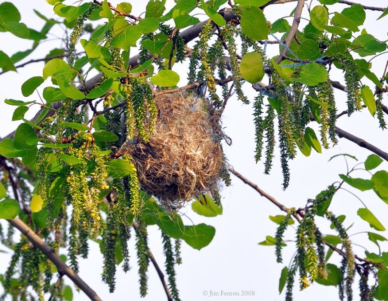 _NW83876 Baltimore Oriole Nest.
