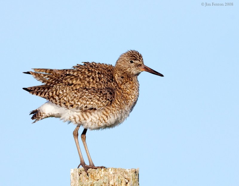 _NW84847 Willet.jpg