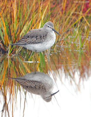 _NW80463 Stilt Sandpiper ~ Winter Plumage