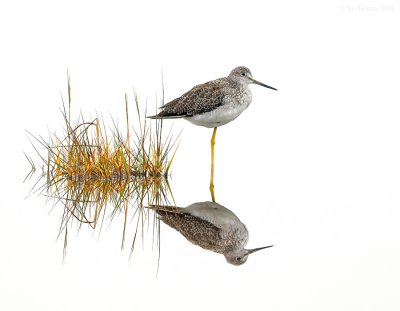 _NW80482 Yellow Legs Reflection ~ High Key