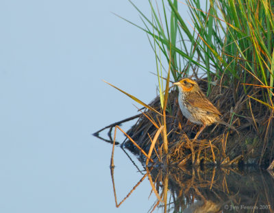_JFF8839 Sharp Tailed Salt Marsh Sparrow.jpg